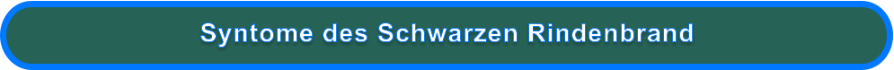 Syntome des Schwarzen Rindenbrand